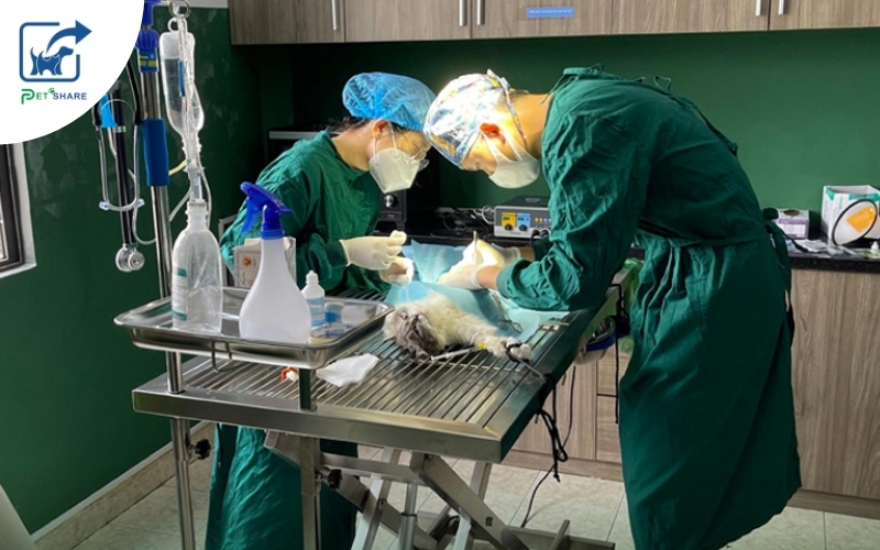 Dịch vụ chữa bệnh thú cưng ngay tại nhà