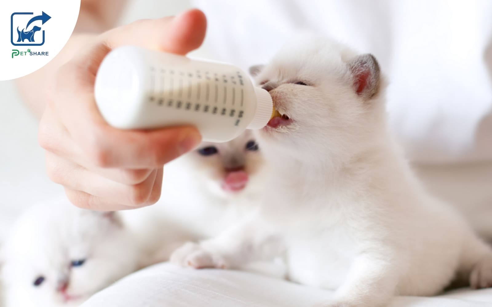Thời gian thích hợp có thể tự chăm mèo tại nhà