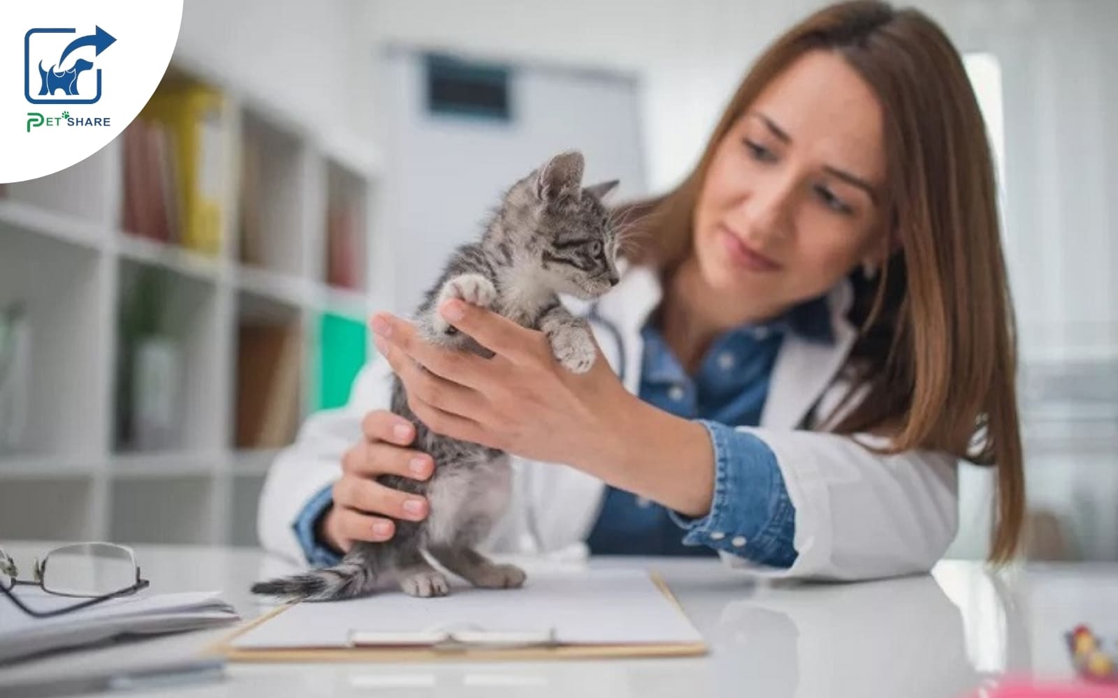 Mèo con sẽ được chăm sóc toàn diện