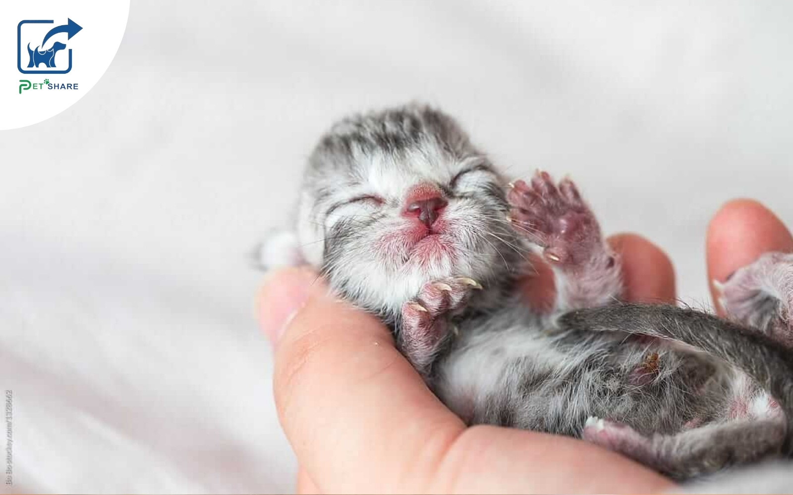 Chăm sóc mèo mẹ và mèo con chu đáo