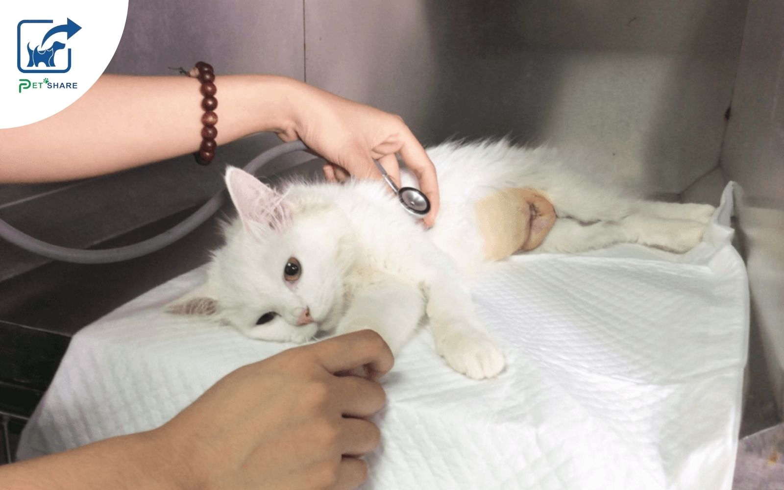 Nên đưa đến cơ sở thú y gần nhất 