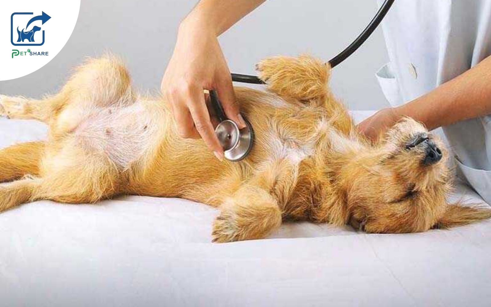Dịch vụ cấp cứu chó mèo nhanh chóng