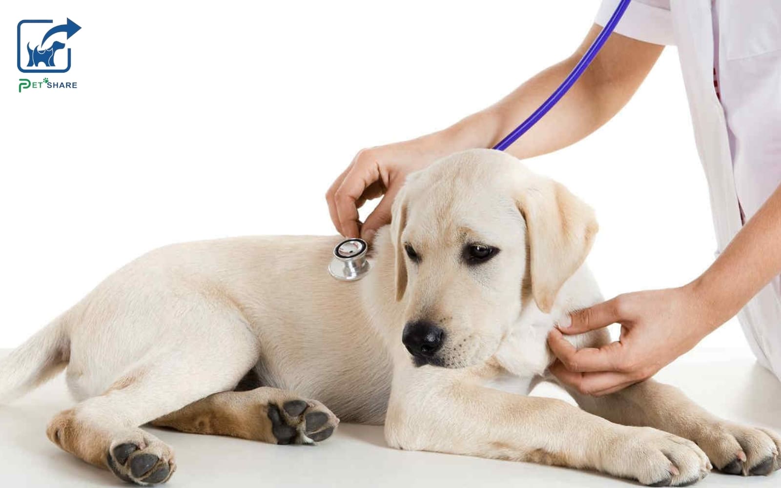 Chăm sóc cún cưng tại Pet Share