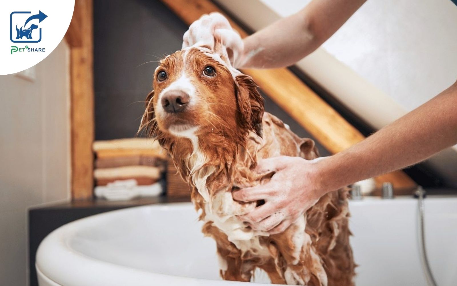 Tắm nhiều khiến chó dễ bị nấm