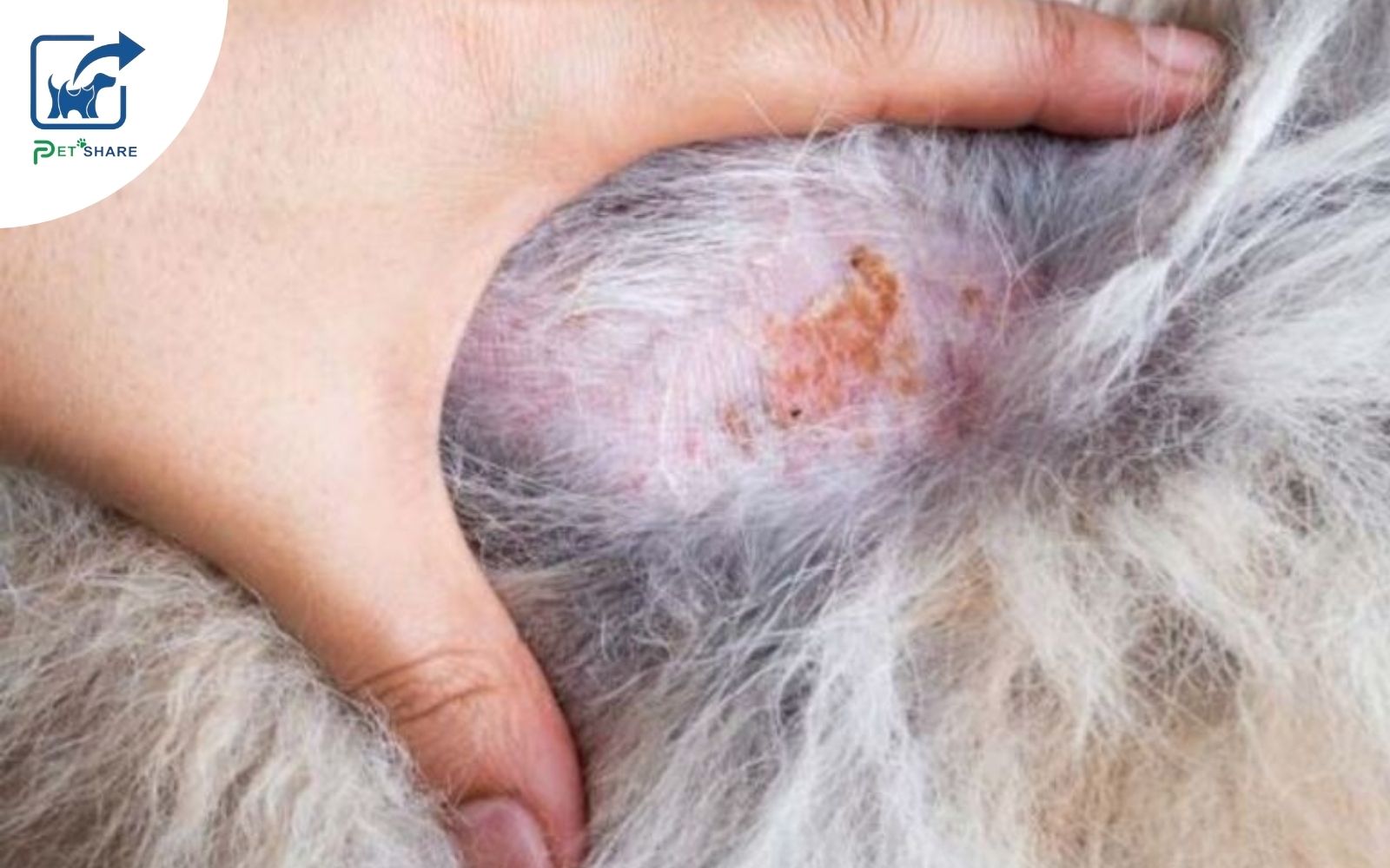 Xuất hiện những vết đỏ trên da