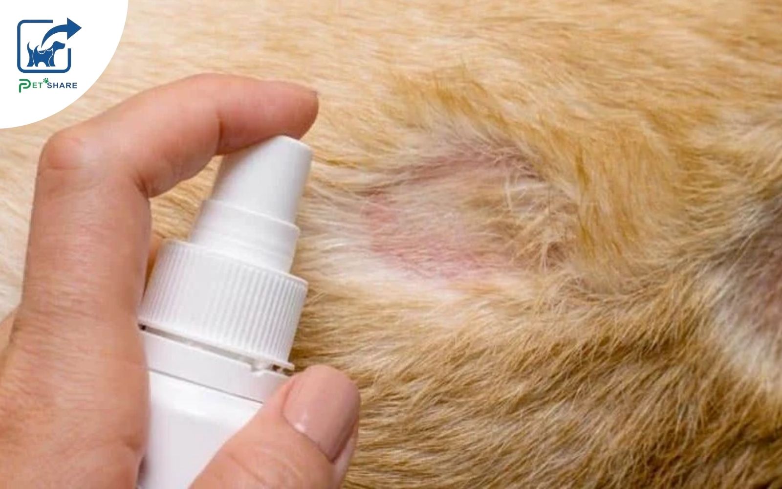 Sử dụng thuốc trị nấm