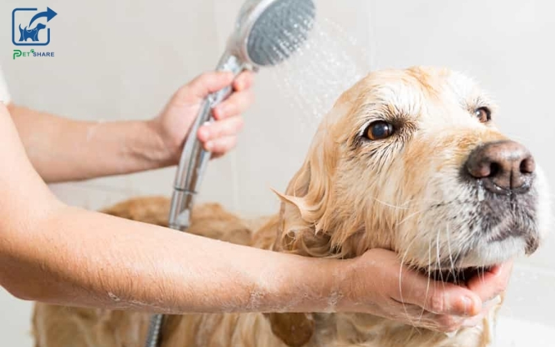 Chó khỏe mạnh có thể tắm vài lần một tuần