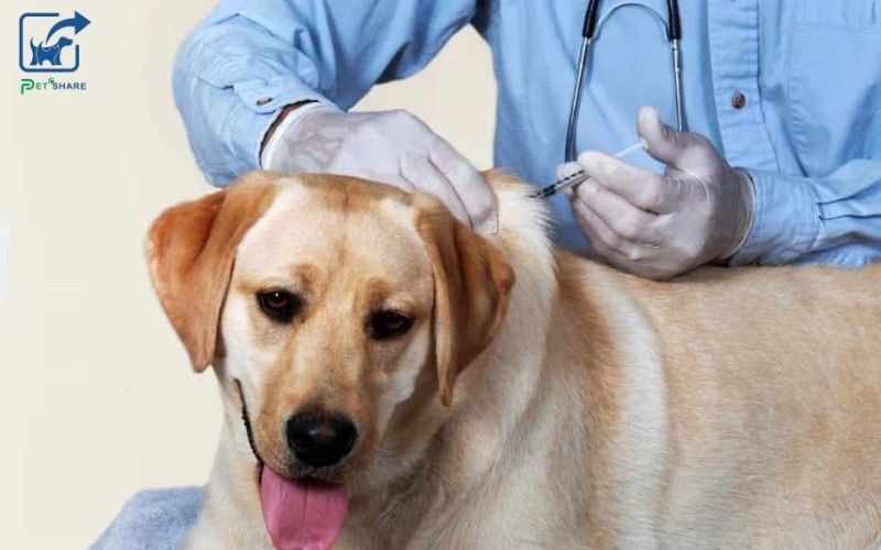 Chó trưởng thành cần được tiêm từ sau một tuổi