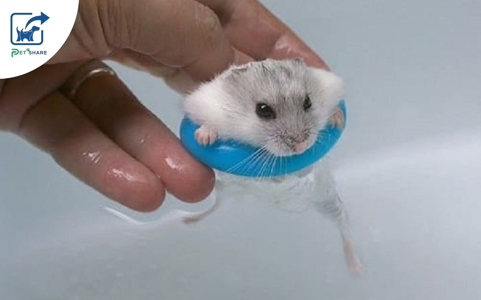 Hamster có thể tắm được nhưng cần hạn chế