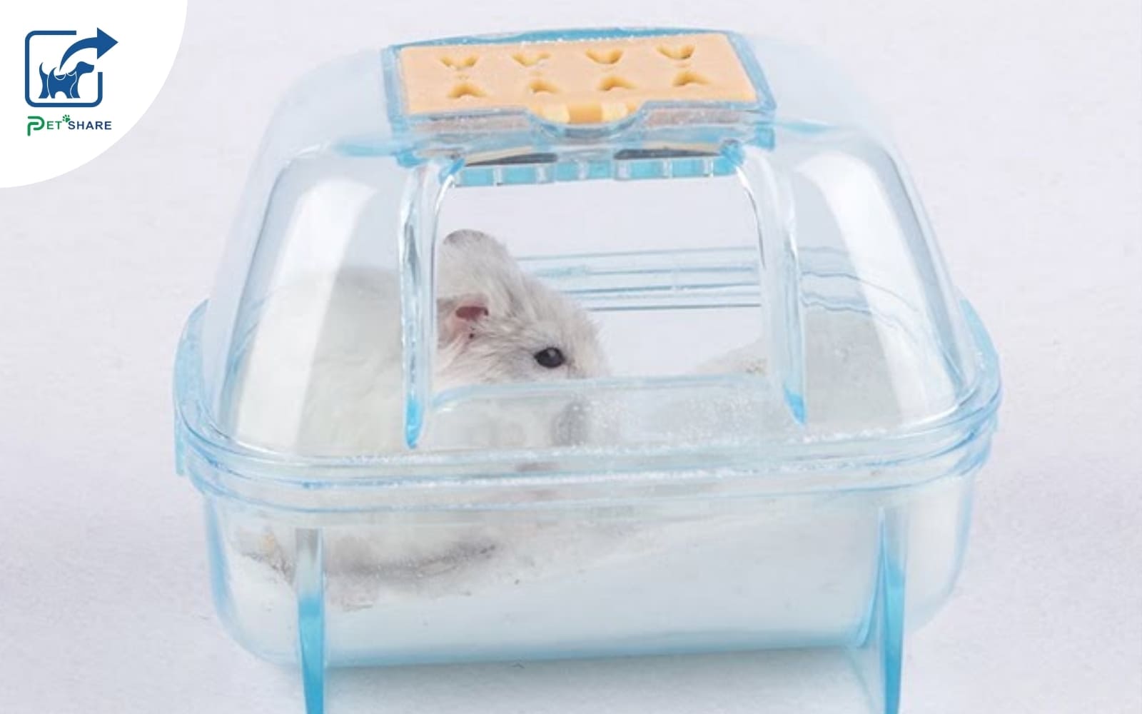 Phấn tắm giúp hamster không sợ hãi