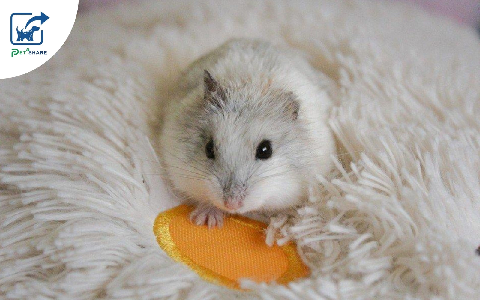 Nên lau khô cho hamster ngay sau khi tắm xong
