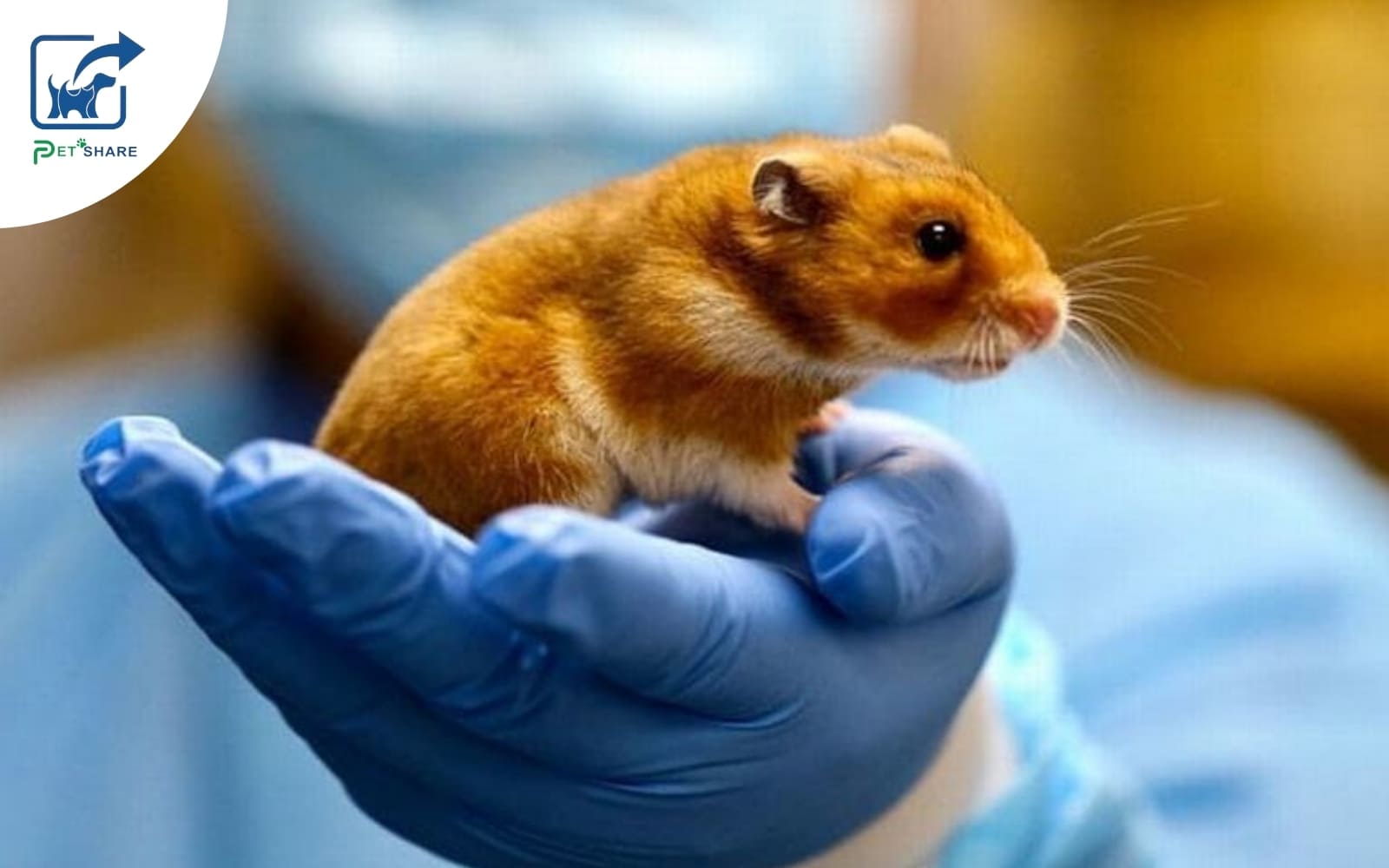 Chăm sóc sức khỏe thú cưng toàn diện Pet Share