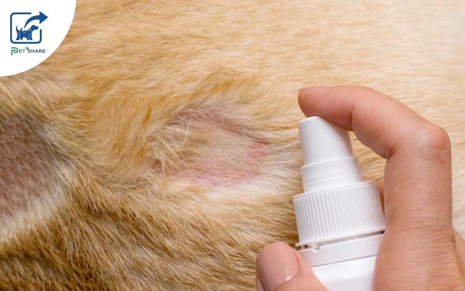 Xịt dung dịch trị nấm lên vùng bị nấm