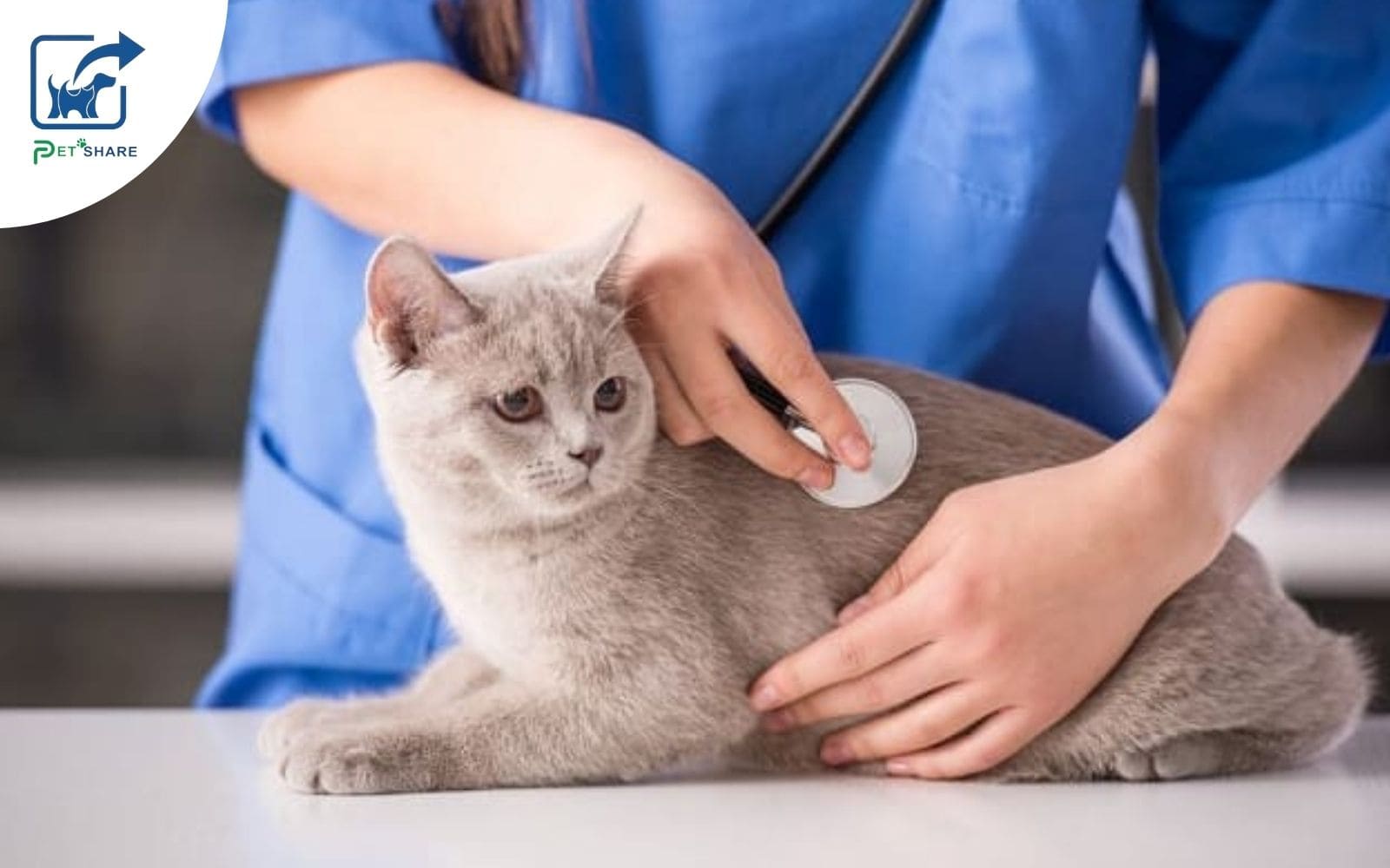 Mèo nên được khám tổng quát