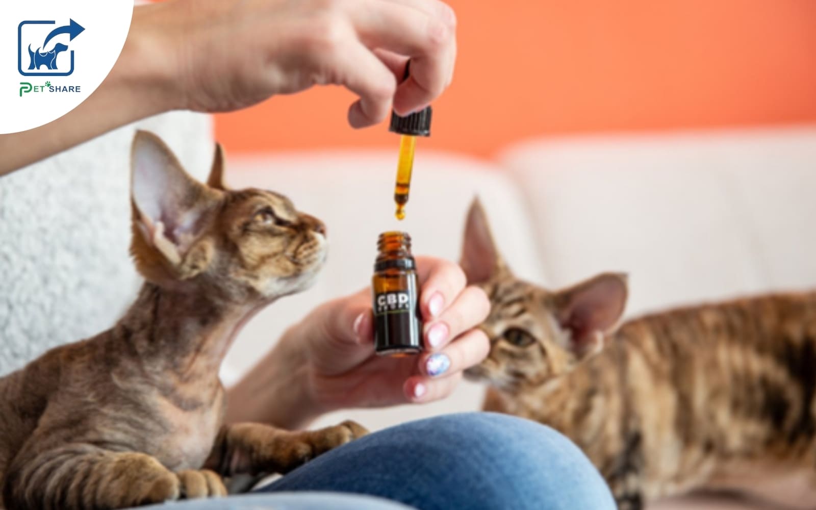 Sen nên bổ sung đủ vitamin cho mèo bầu