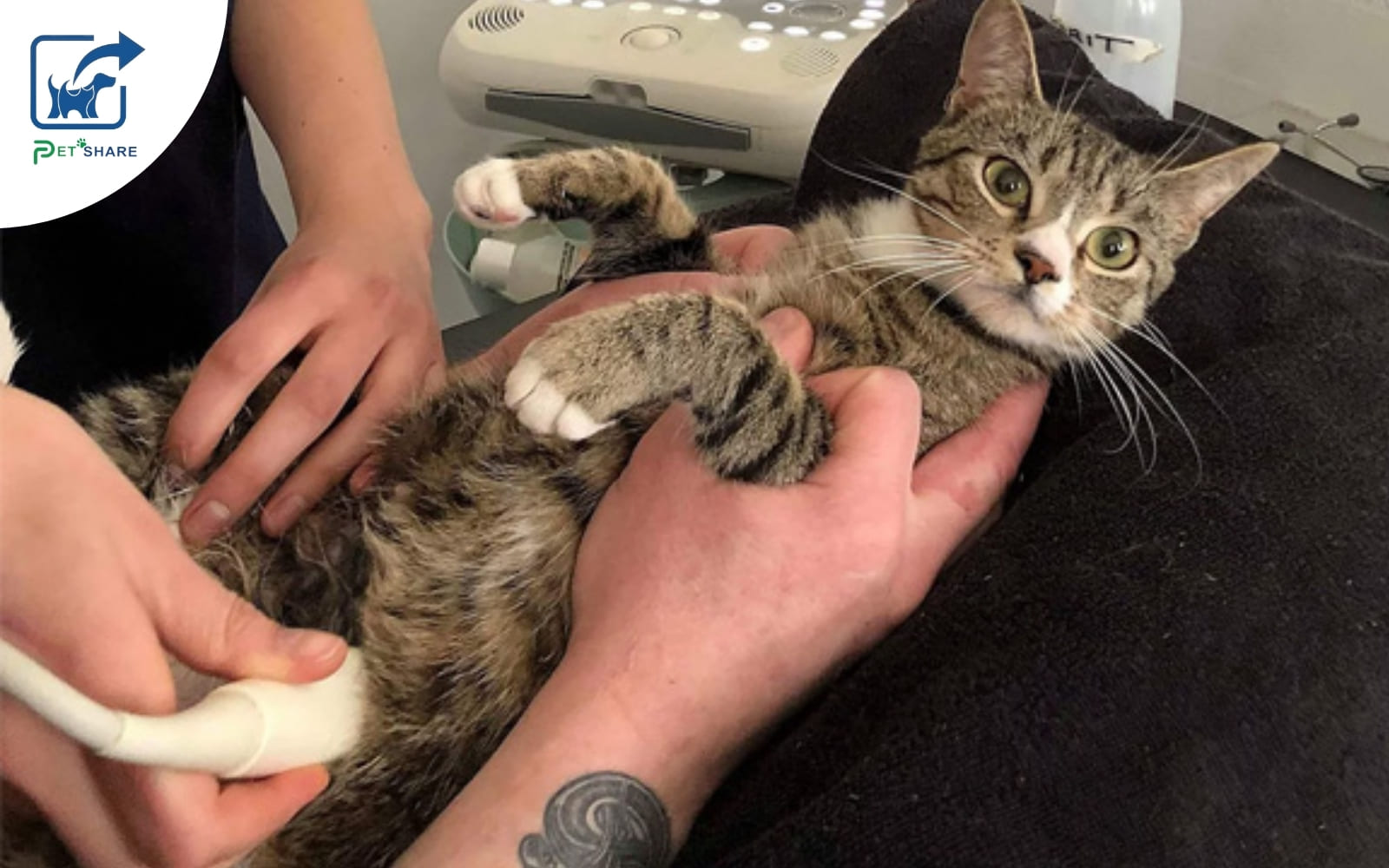 Dịch vụ đỡ đẻ cho mèo an toàn và tận tâm Pet Share