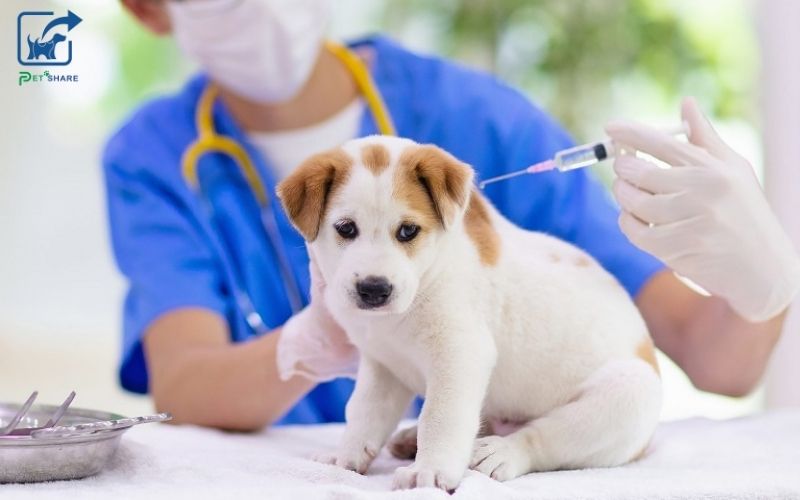 Giảm khả năng lây bệnh của chó