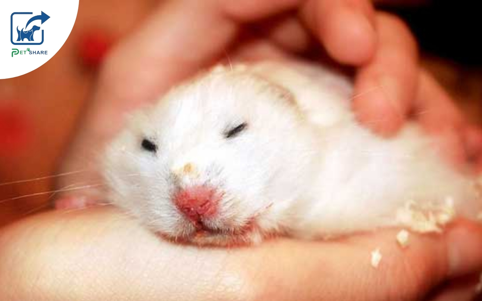 Bệnh nổi cục u ở hamster do vi rút gây ra