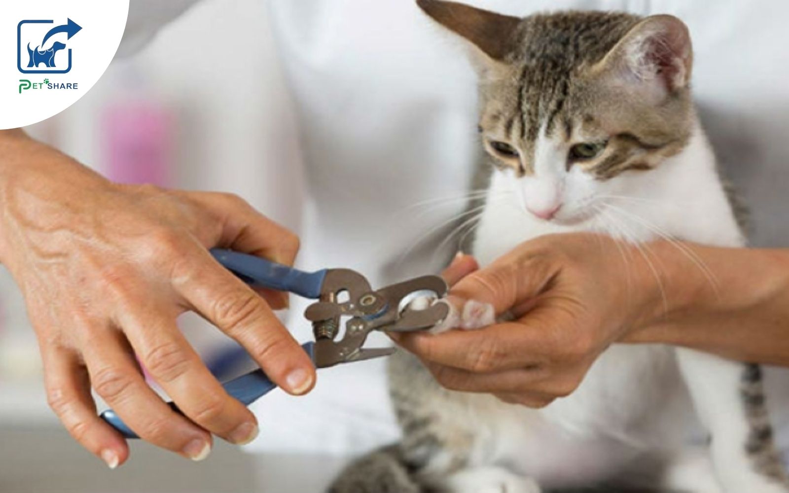 Thường xuyên vệ sinh cho mèo tránh bị móng đâm vào chân