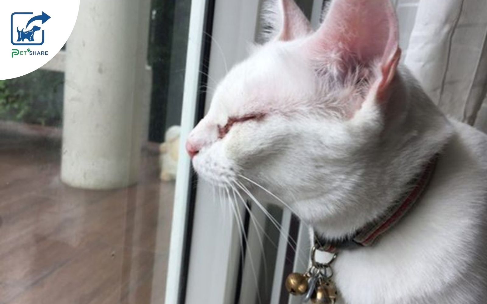 Mèo bị đau mắt do môi trường xung quanh