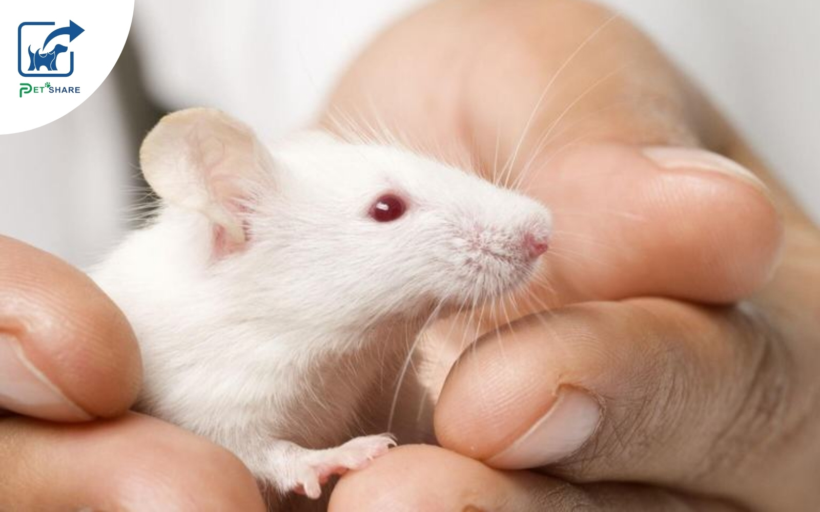 Dịch vụ chăm sóc hamster toàn diện