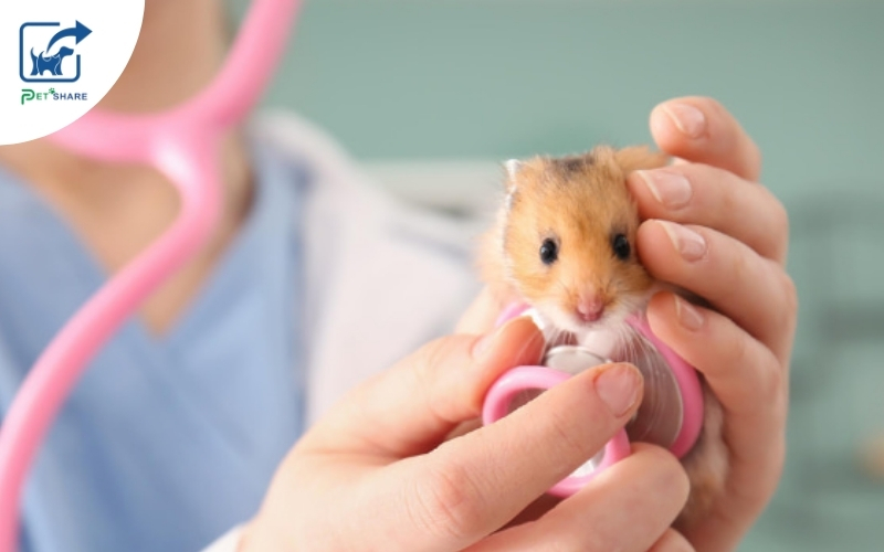 Khám tổng thể sức khỏe tại Pet Share