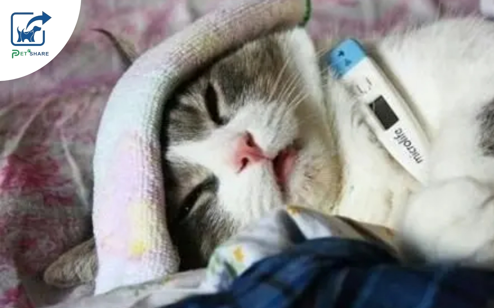 Nhiễm trùng hô hấp khiến mèo ốm