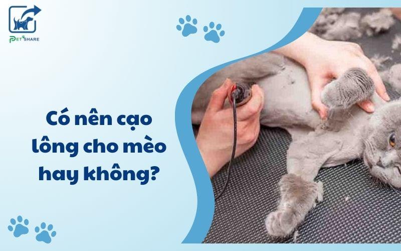 Có nên cạo lông mèo? Những lợi ích và lưu ý bạn cần biết