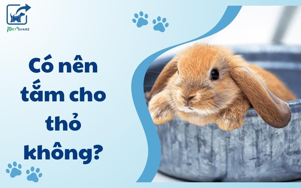 Có nên tắm cho thỏ không? Hướng dẫn từ chuyên gia