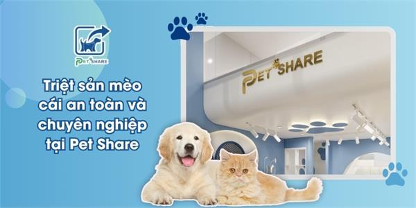 Triệt sản mèo cái an toàn và chuyên nghiệp tại Pet Share