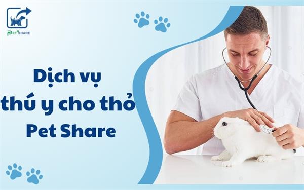 Dịch vụ thú y cho thỏ chuyên nghiệp tại Pet Share - An tâm tuyệt đối