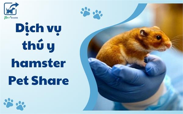 Thú y hamster tại Pet Share – Dịch vụ chăm sóc hàng đầu Hà Nội